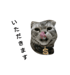 猫 まる（個別スタンプ：14）