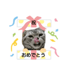 猫 まる（個別スタンプ：16）