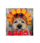 シューです（個別スタンプ：1）