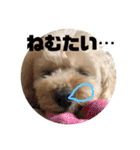 シューです（個別スタンプ：2）