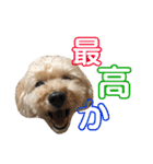 シューです（個別スタンプ：10）