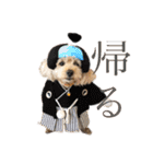 シューです（個別スタンプ：13）