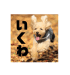 シューです（個別スタンプ：15）