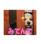 シューです（個別スタンプ：16）