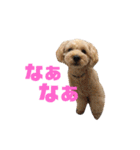 シューです（個別スタンプ：20）