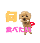 シューです（個別スタンプ：22）
