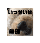 シューです（個別スタンプ：36）