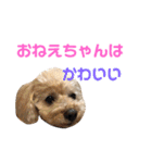 シューです（個別スタンプ：37）