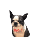 鼻ぺちゃ犬リアルスタンプ（個別スタンプ：5）