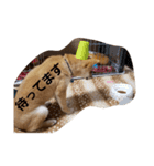 聖くんを使って日常会話（個別スタンプ：2）