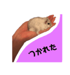 ハムスターのざこ（個別スタンプ：5）