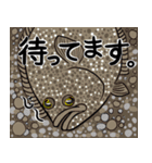 魚好きのためのおさかなスタンプ（個別スタンプ：2）