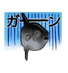 魚好きのためのおさかなスタンプ（個別スタンプ：15）
