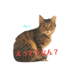 メロマロン（個別スタンプ：22）