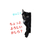 メロマロン（個別スタンプ：24）