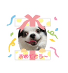 パンダチワワン（個別スタンプ：3）