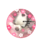 パンダチワワン（個別スタンプ：4）