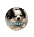 パンダチワワン（個別スタンプ：11）