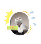 はちちゃん·キティティップ（個別スタンプ：1）