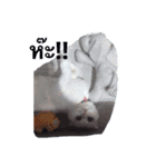 はちちゃん·キティティップ（個別スタンプ：2）