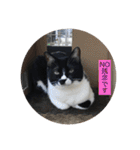 ハチワレ  ふく（個別スタンプ：3）
