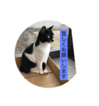 ハチワレ  ふく（個別スタンプ：4）