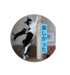 ハチワレ  ふく（個別スタンプ：6）