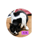 ハチワレ  ふく（個別スタンプ：7）