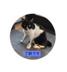 ハチワレ  ふく（個別スタンプ：8）