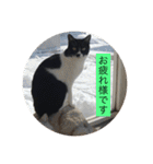 ハチワレ  ふく（個別スタンプ：9）