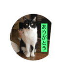 ハチワレ  ふく（個別スタンプ：10）