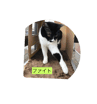 ハチワレ  ふく（個別スタンプ：14）