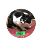 ハチワレ  ふく（個別スタンプ：17）