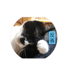 ハチワレ  ふく（個別スタンプ：18）