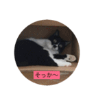 ハチワレ  ふく（個別スタンプ：20）