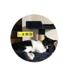 ハチワレ  ふく（個別スタンプ：22）