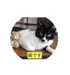 ハチワレ  ふく（個別スタンプ：24）