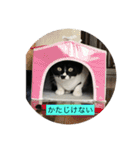ハチワレ  ふく（個別スタンプ：26）