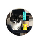 ハチワレ  ふく（個別スタンプ：28）