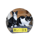 ハチワレ  ふく（個別スタンプ：29）