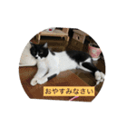 ハチワレ  ふく（個別スタンプ：32）