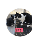 ハチワレ  ふく（個別スタンプ：34）