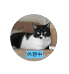 ハチワレ  ふく（個別スタンプ：37）