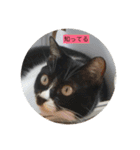 ハチワレ  ふく（個別スタンプ：38）