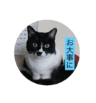 ハチワレ  ふく（個別スタンプ：39）
