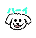 マルチーズふうとりんとビーグルべるさん（個別スタンプ：1）
