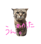 使いやすい猫ちゃん（個別スタンプ：13）