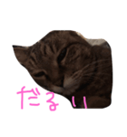 使いやすい猫ちゃん（個別スタンプ：16）