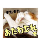 ねこ ゆるめ ふとめ（個別スタンプ：1）