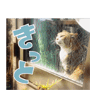 ねこ ゆるめ ふとめ（個別スタンプ：2）